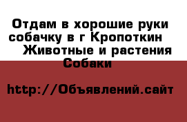 Отдам в хорошие руки собачку в г.Кропоткин.  -  Животные и растения » Собаки   